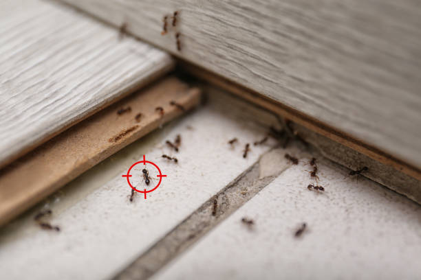 Best Best Pest Control Companies  in Goleta, CA
