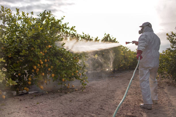 Professional Pest Control in Goleta, CA