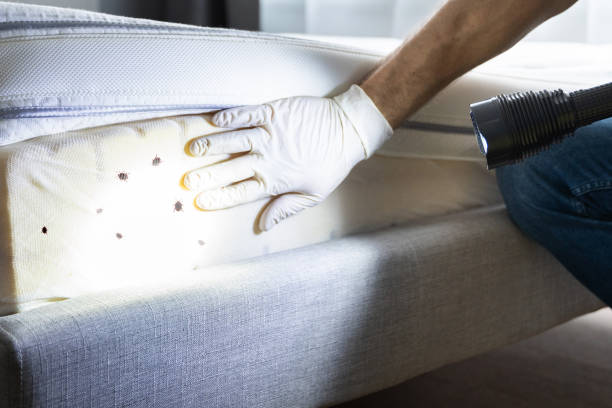 Best Cockroach Control Services  in Goleta, CA
